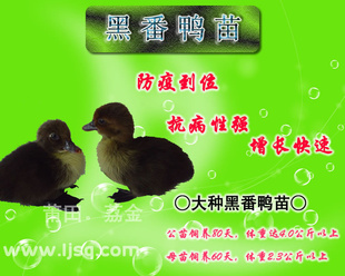 [Ʒ]Ѽ磨ߵλƷֺá졢ǿ