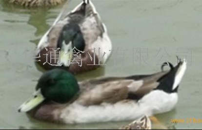 ҰˮѼ