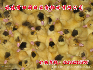 㶫Ѽ|Ѽ|麣Ѽ