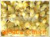 ӣҹSM3Ѽ