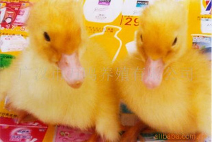 ʥC2ƷѼ