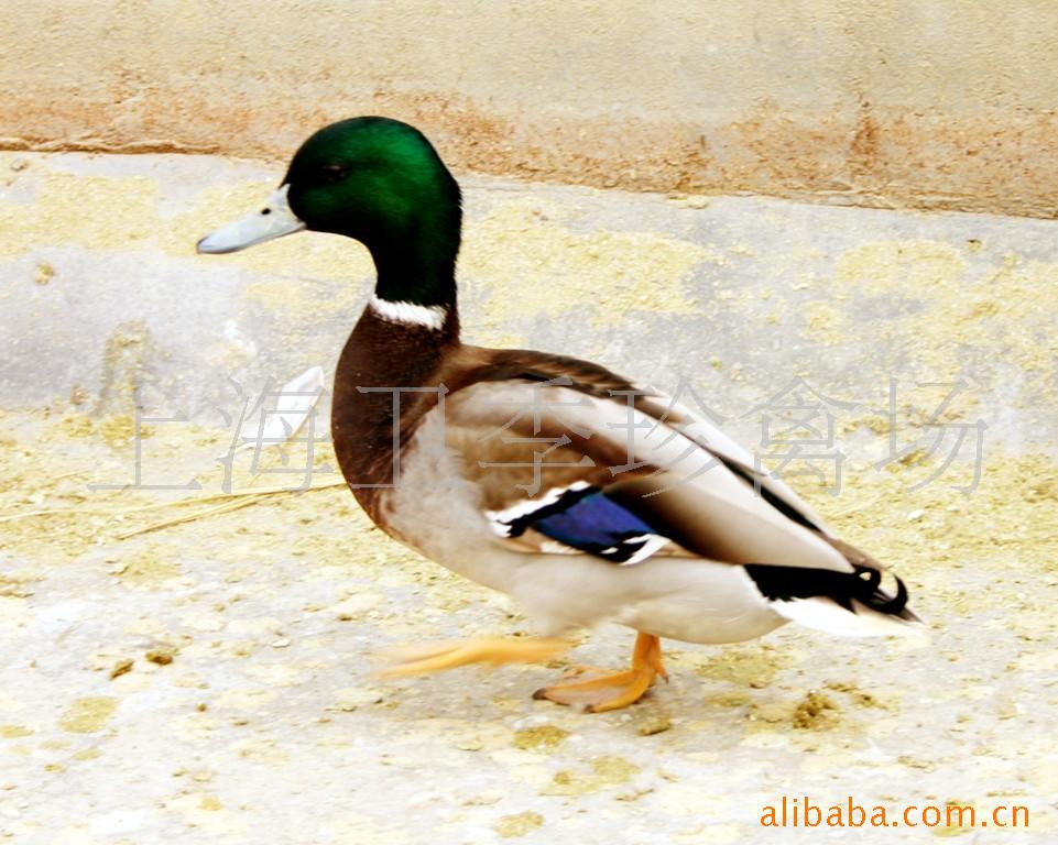 ҰѼѼ