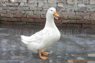 ʥA1͸ĸѼ18683865252