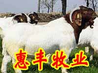 Ͼ--ϼţǮ