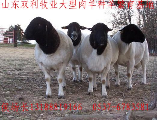 ֻ硢ͷŲСβ򡢰ɽ