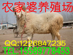 СβֳСβ۸Сβ