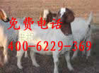 6000ֻɽṩֳɽṩֳ