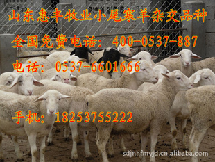 ..近波尔山羊母羊价格..济宁惠丰牧波尔山羊出售