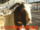 ũ崴¸óڼҸϿ硢ֳЧ