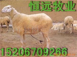 ٶȷеԶСβÿֳ̥4-5ֻ