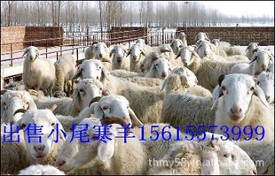 国家一级种羊繁育场(天宏牧种羊繁育育种地)随便挑选,羔羊