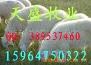 波尔山羊小尾寒羊奶牛牛犊(图)