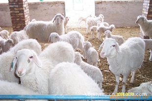 СβԳʸ߿Գ귢ֳ֣.