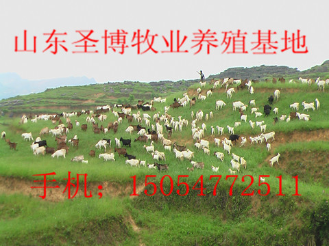8000ͷţ6000ֻ3000ͷ¿ʥ