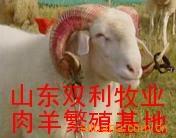改良育肥肉羊种羊羔山西肉羊河北肉羊江苏肉羊湖北肉羊四川肉羊