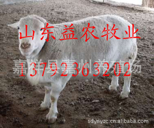 ƷֺãŲ—Ų