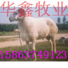 ֳŻӭѡ
