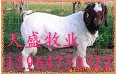 波尔山羊西门塔尔牛夏洛莱等改良牛育肥牛犊(图)