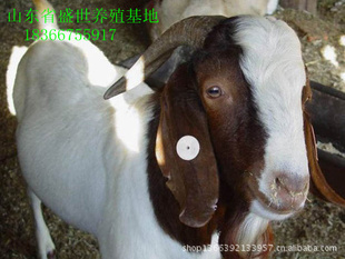 ɽʢֳɽỶӭѡ
