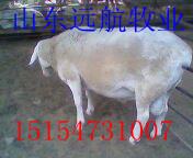 ֳѡԶ15154731007۸
