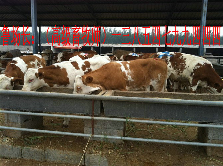 肉牛,育肥牛,种牛,肉牛犊,牛犊,肉牛养殖,肉牛价格,西门塔