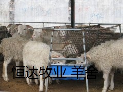 畜牧区肉羊改良种羊小尾寒羊奶水好羔羊生长快