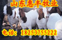 Ǯ--ţǮ