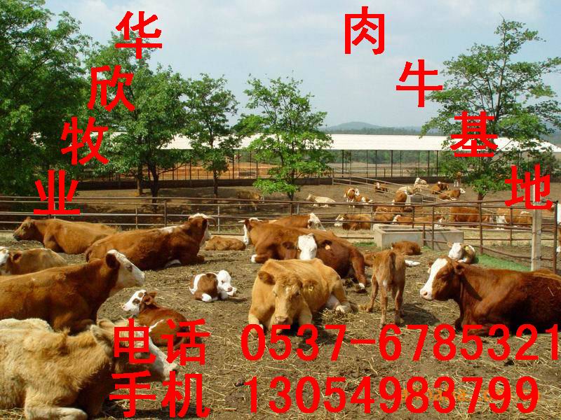 育肥小牛犊、鲁西黄牛、改良西门塔尔肉牛