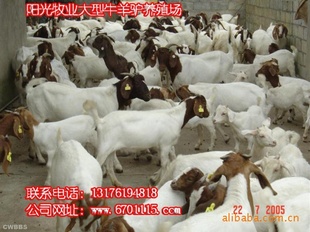 种羊繁育,育肥羔羊引种产品的资料