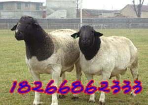 2000ֻӽŲۣ4-5ӽŲ##~