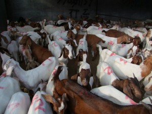 肉羊养殖郑州波尔山羊种羊么价格