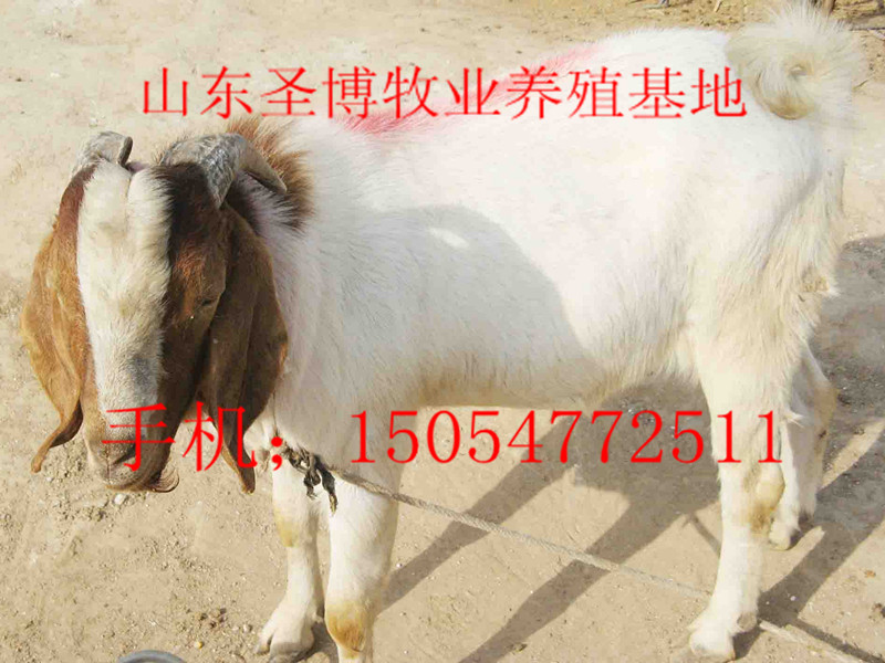 ɽǮֳʥ