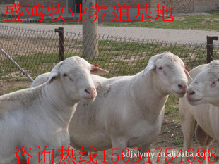 ɽʢȲƷֶȲ۸뼼ָ
