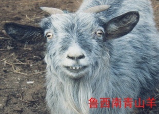 ƷɽƷ-ɽĿǰ۸񰺹-г鿴