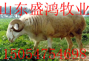 ʢֳݻдֳ