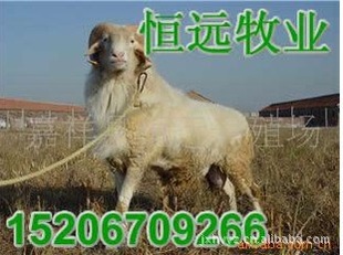 重庆养牛养羊场,养牛技术,养羊技术,牛犊价格,小牛价格