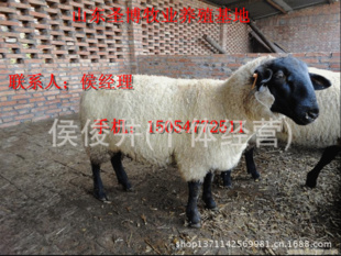 ͷŲǮǮ