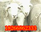 Сβ@@Сβ@@СβǮһ