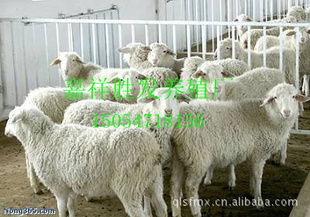 ɽʤֳ7000ֻСβСβĸ
