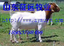 ɽǮһֻ
