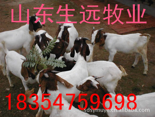 查询养羊的技术方法管理肉羊养羊的赢利养羊的纯利润