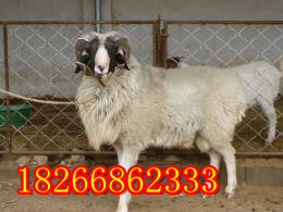 ɽСβֳ3000ֻСβᣡ