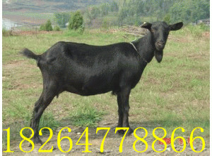 ɽʺڱֳ