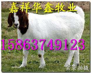 ӦǿʳԹǺõֳ