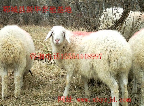 ΪСβΪ͡Ʒ?