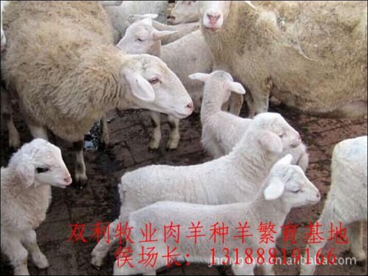 ֻ硢СɽС򡢷򡢻