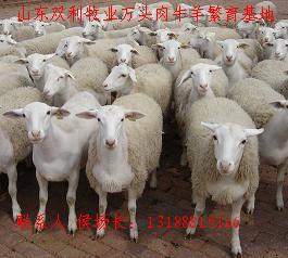 出售改良育肥肉羊种羊苗,货源充足,品种良,肉羊价格