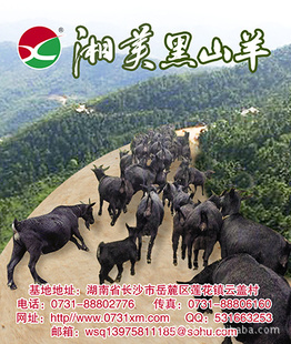 ҳڼɽϸ۳Ʒӭѡ