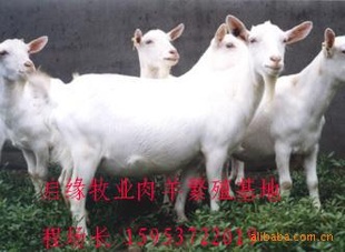 改良肉羊育肥肉羊繁殖肉羊良肉羊种苗品种价格低廉