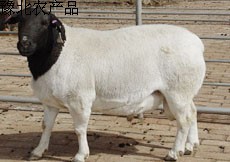 ŲŲֳǰЧŲ۸